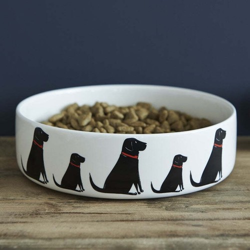 Sweet william black labrador - william,