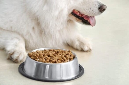 Steel pet bowl - dog, feeding